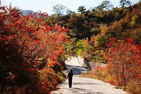 平谷紅葉哪個鎮